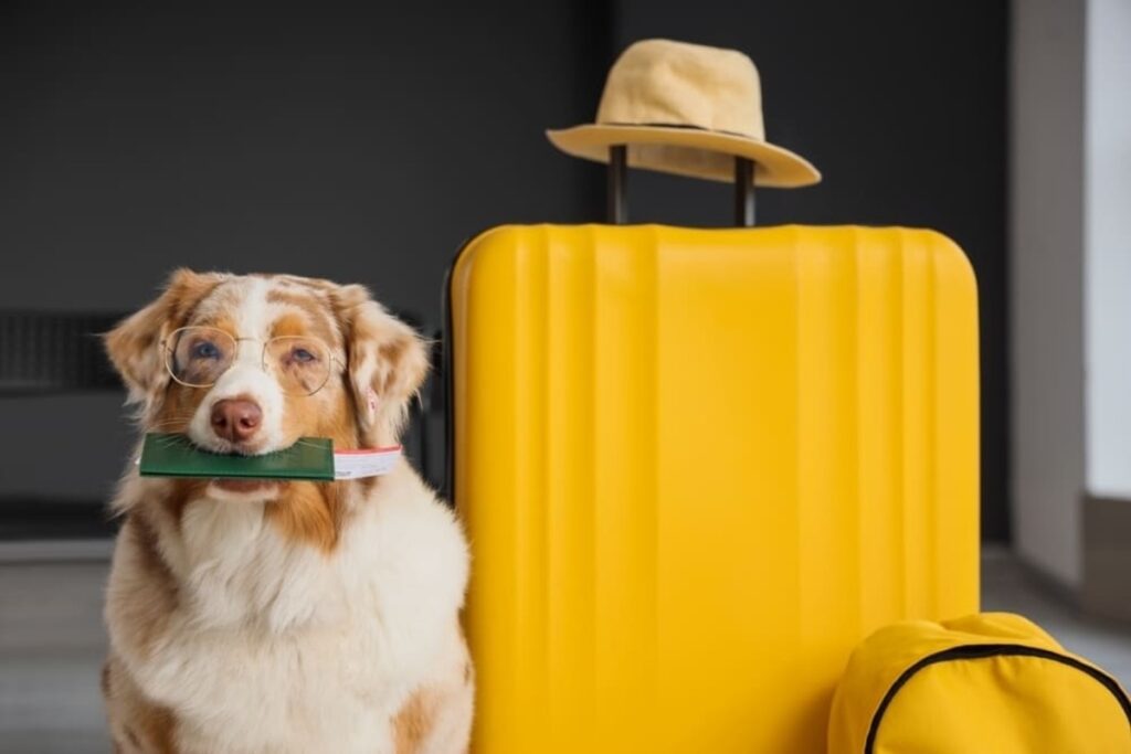 calatoria cu animale de companie